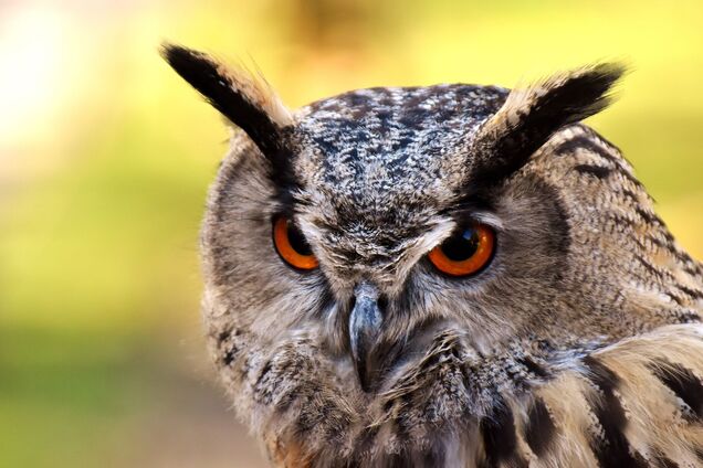 Пост про сову зібрав більше тисячі лайків, безліч коментарів і ретвітів