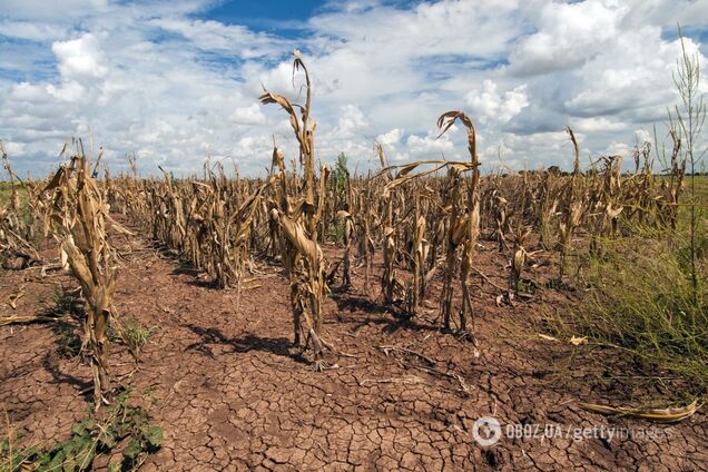 Украинские фермеры потребовали помощи из-за засухи
