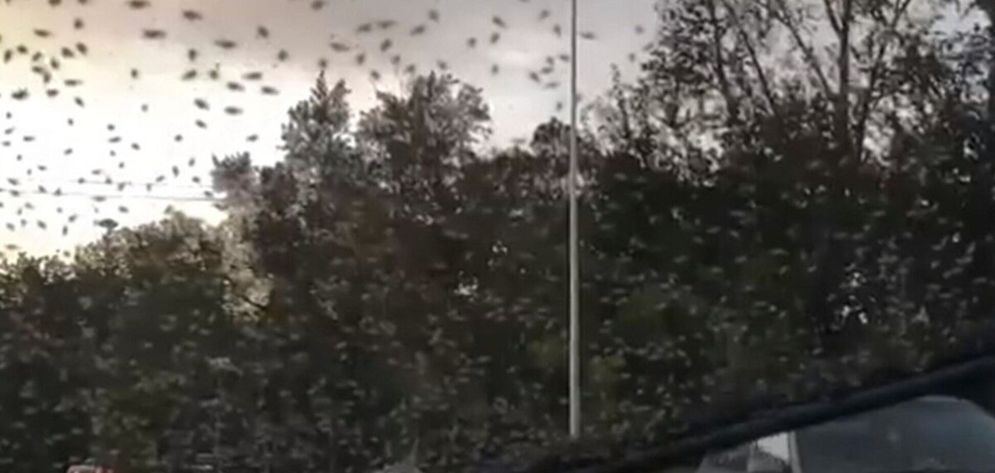 На Красноярск обрушились насекомые