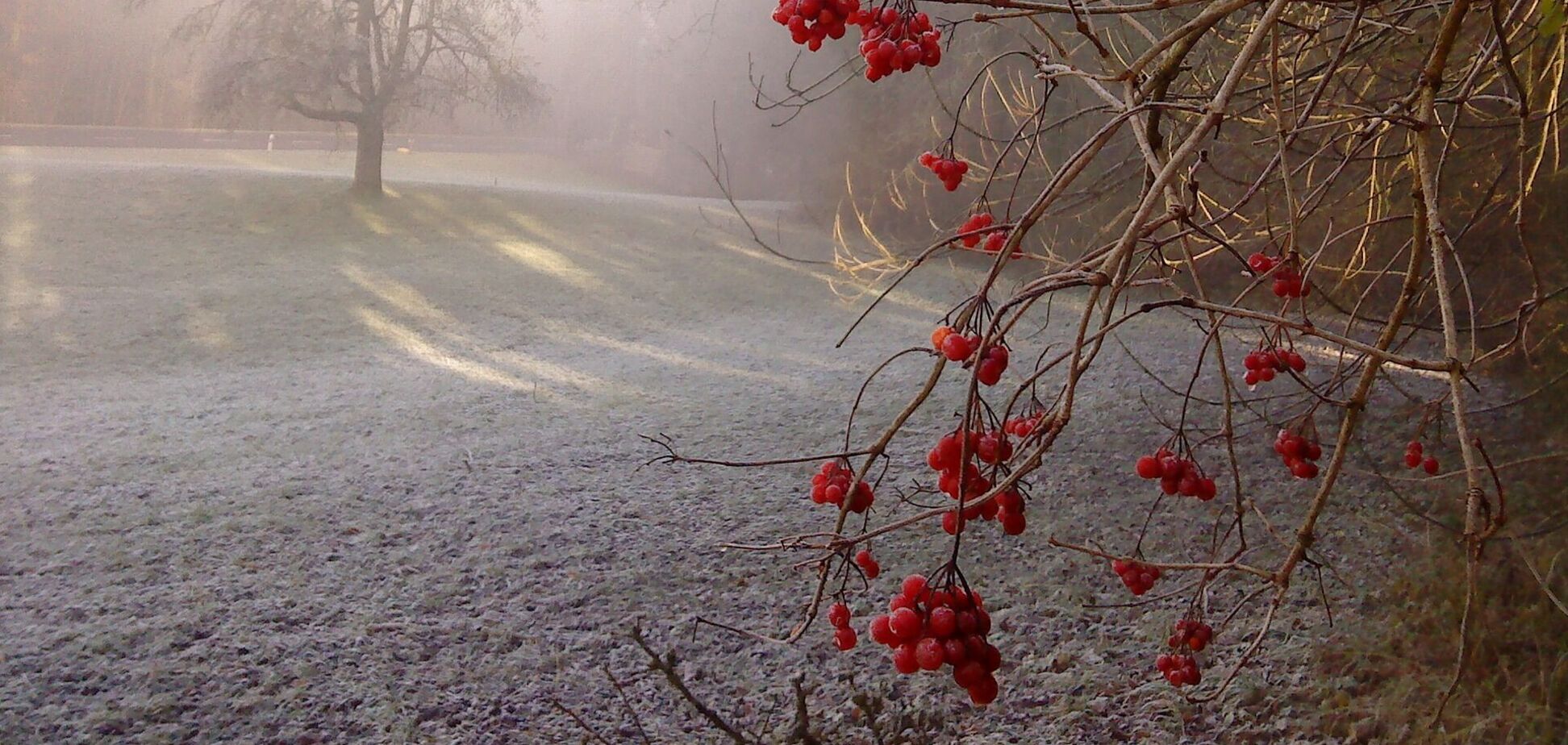 Синоптики уточнили, когда придут заморозки в Украину