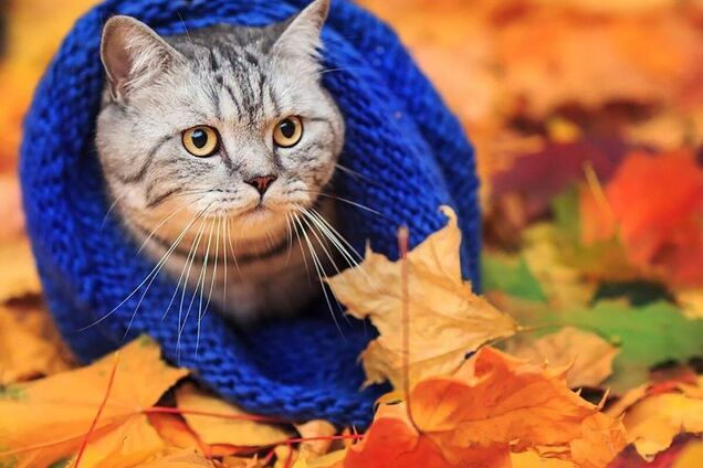 В Украину пришел арктический холод и заморозки