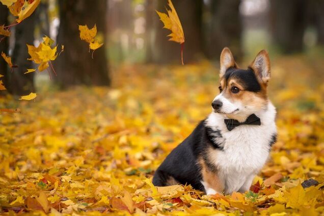 В Украину вернется осеннее тепло