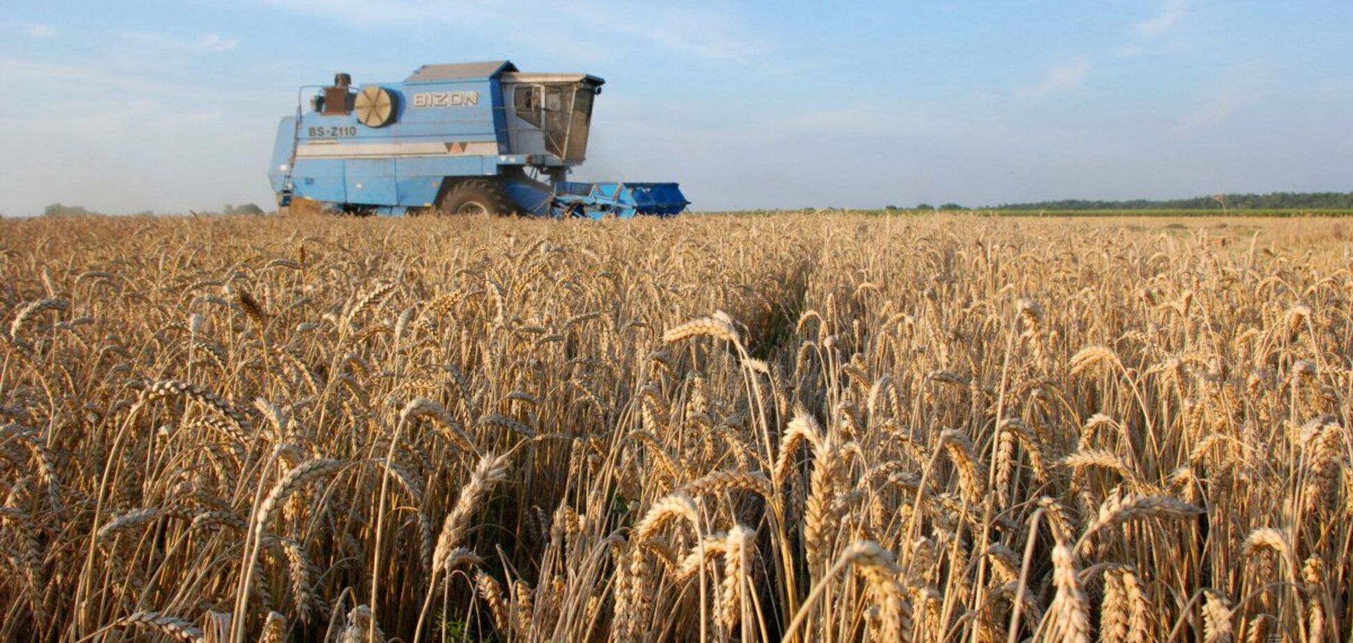 Урожай зернових під загрозою
