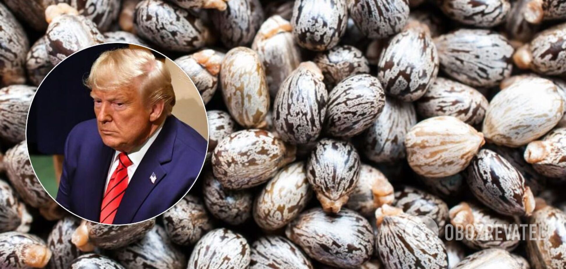 Семена клещевины – источник рицина