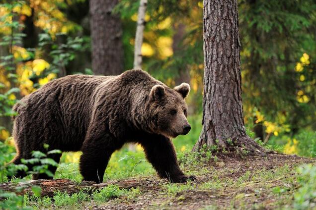 У Чорнобильську зону повернулися ведмеді
