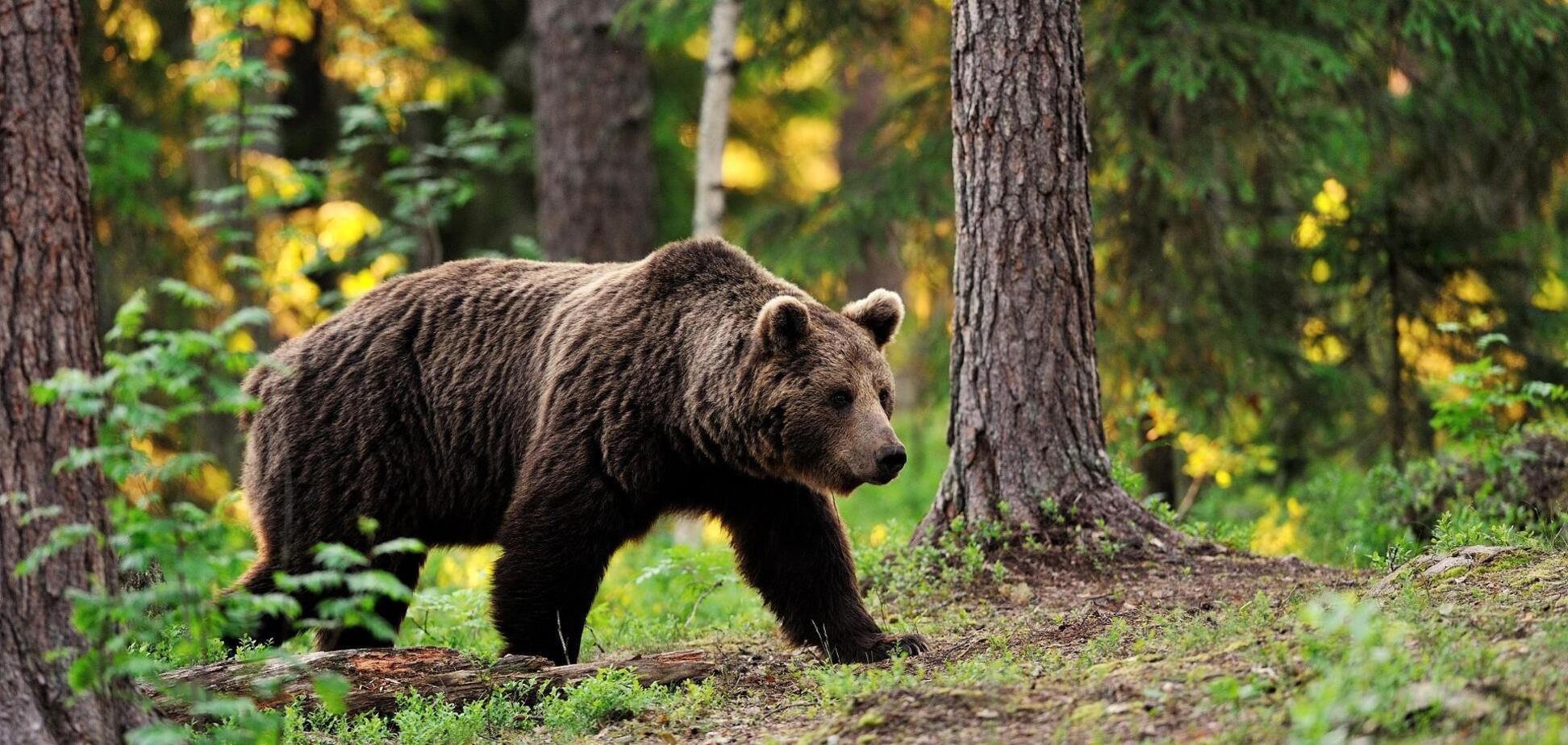 У Чорнобильську зону повернулися ведмеді