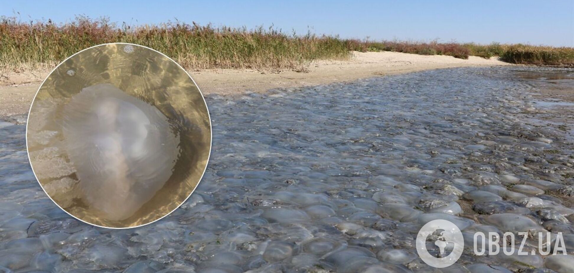 На берегу Азовского моря появилось 'кладбище медуз'. Фото и видео аномалии