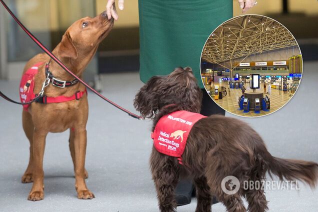 В аэропорту Хельсинки собаки будут определять зараженных COVID-19