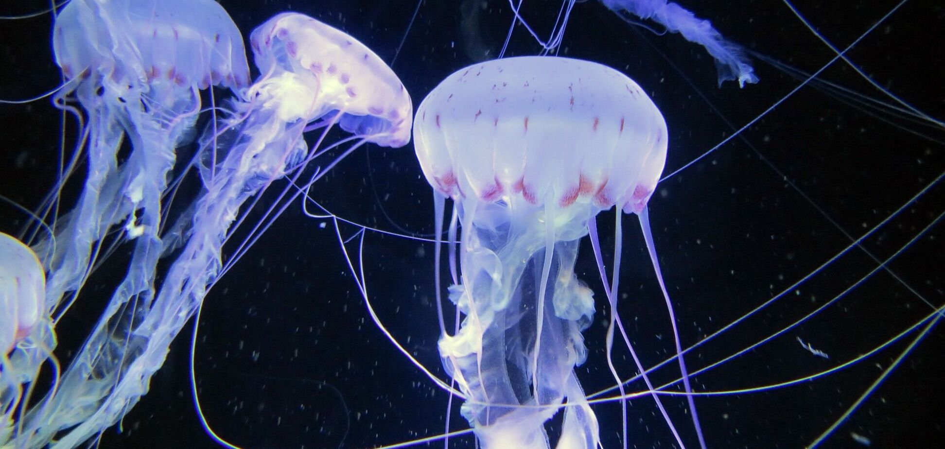 В Азовском море выловили гигантскую медузу