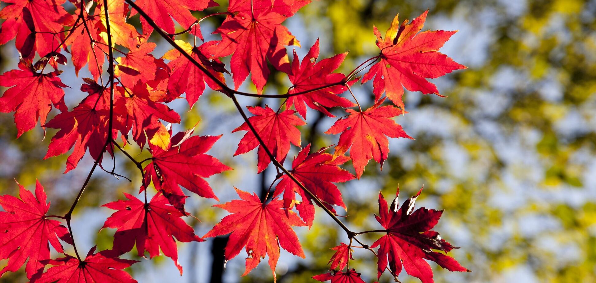 Осінь – мальовнича пора з яскравими пейзажами