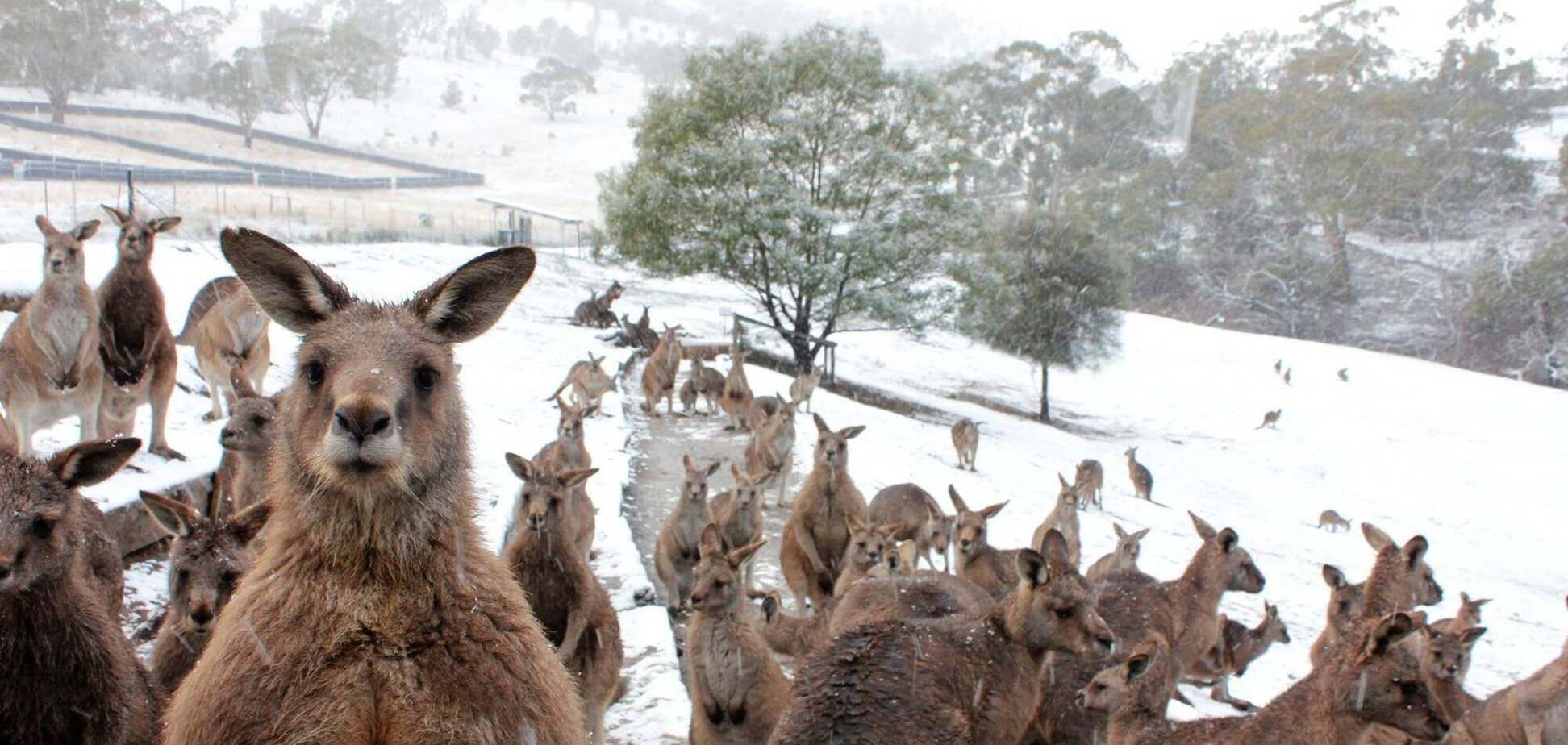 В Австралії несподівано випав сніг