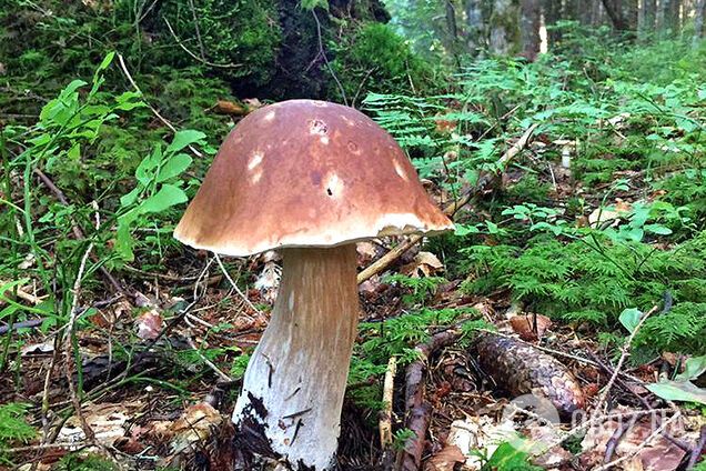 Боровик - головний приз азартних мисливців за грибами