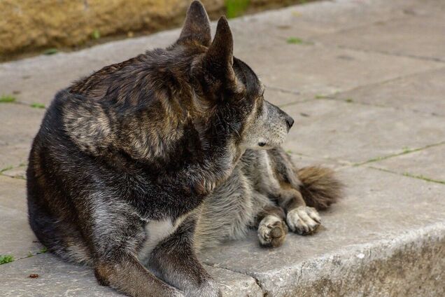 У Дніпрі собака покусав чоловіка біля дитячого майданчика