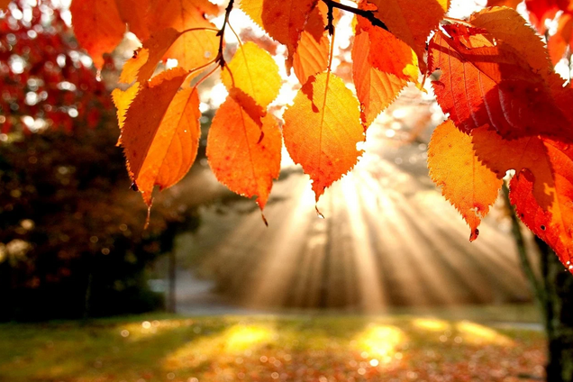 В Україні спрогнозували теплий жовтень