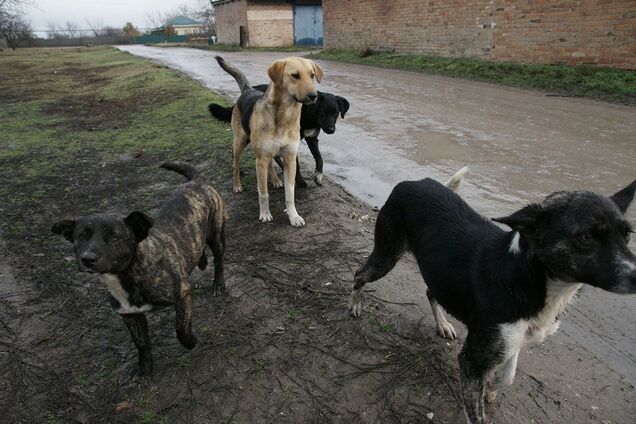 На Одесщине задержали депутата по подозрению в убийстве пяти собак