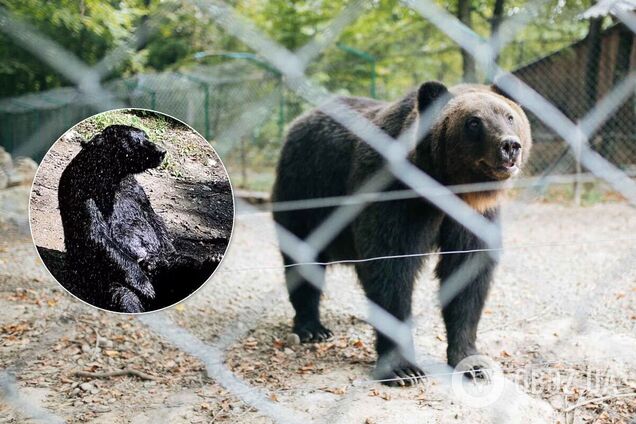 Відео з приймаючим душ українським ведмедем стало вірусним