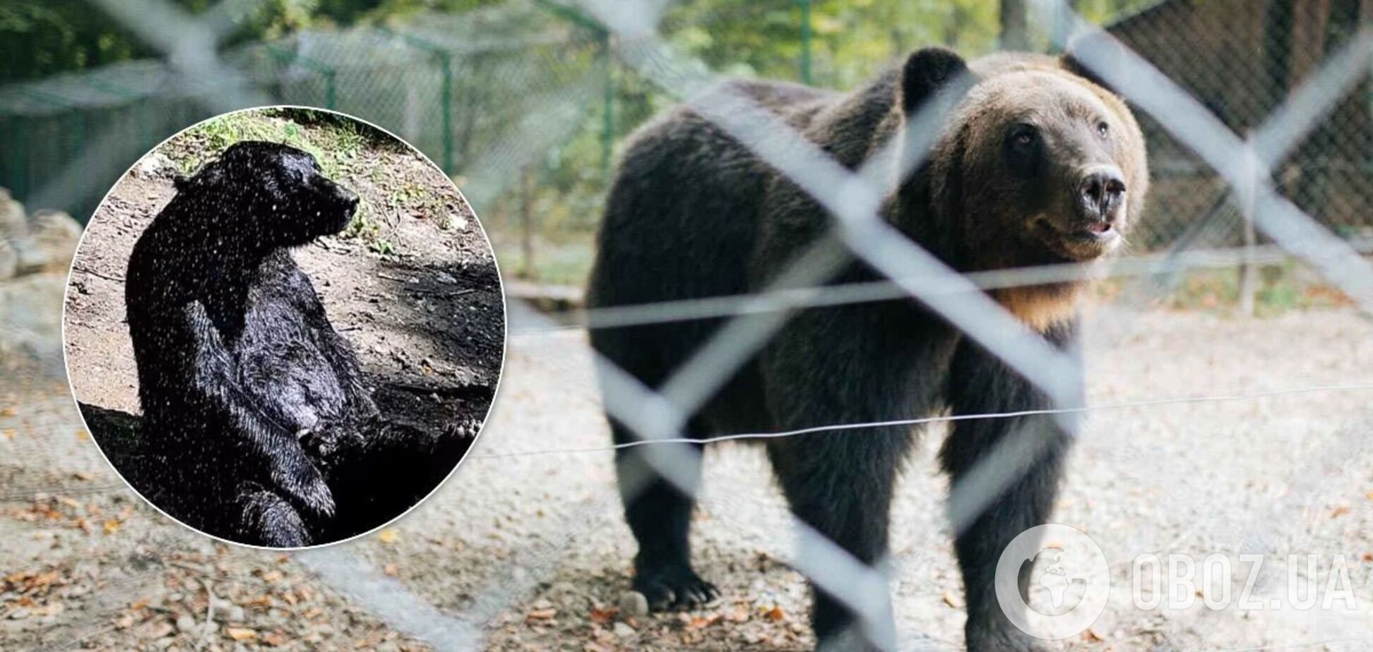Видео с принимающим душ украинским медведем стало вирусным