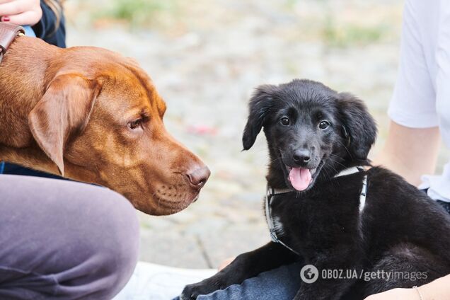 Зе-перепис тварин України з розвиненою нервовою системою, або 'Нова тендерна палата для домашніх тварин'