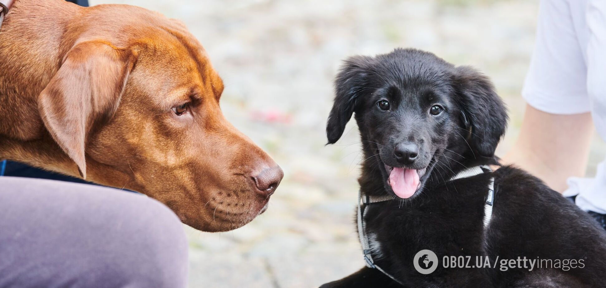 Зе-перепис тварин України з розвиненою нервовою системою, або 'Нова тендерна палата для домашніх тварин'