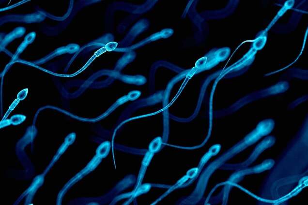 Ученые развенчали миф о движении сперматозоидов