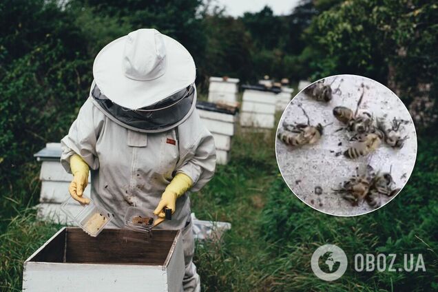 На Дніпропетровщині зафіксовано масовий мор бджіл: в мережі говорять про отруту