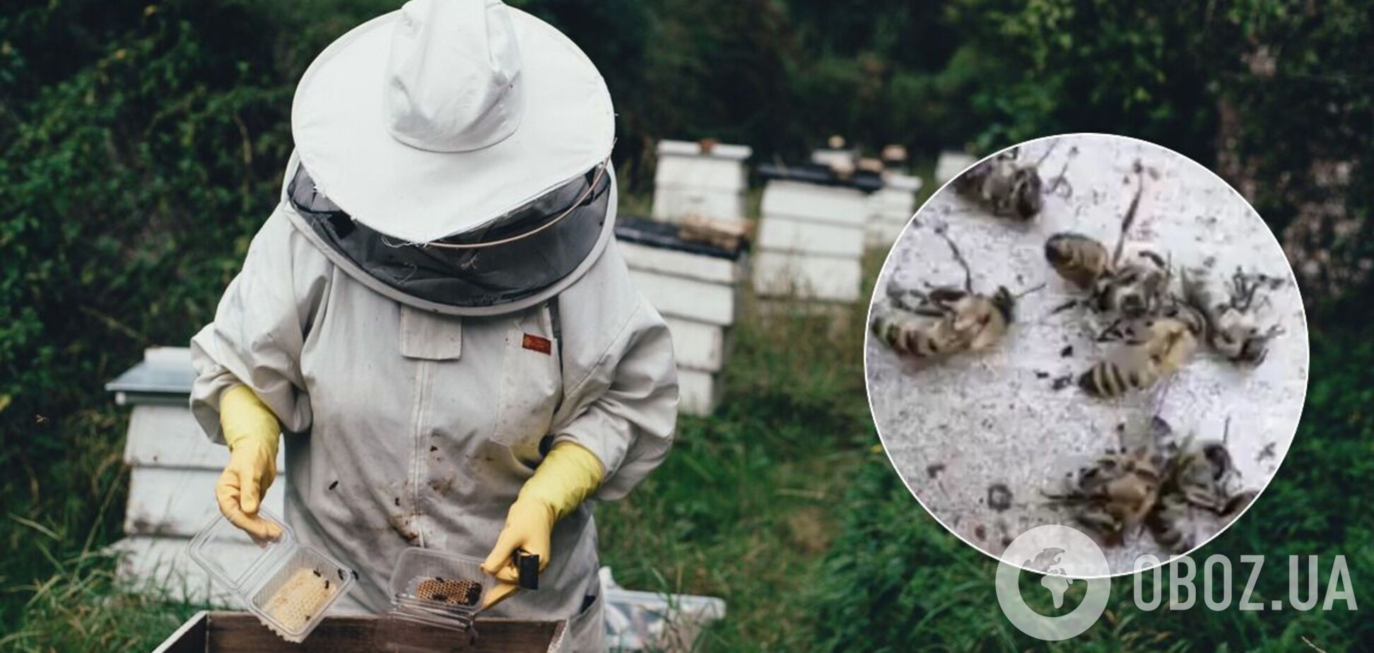 На Днепропетровщине зафиксирован массовый мор пчел: в сети говорят о ядах