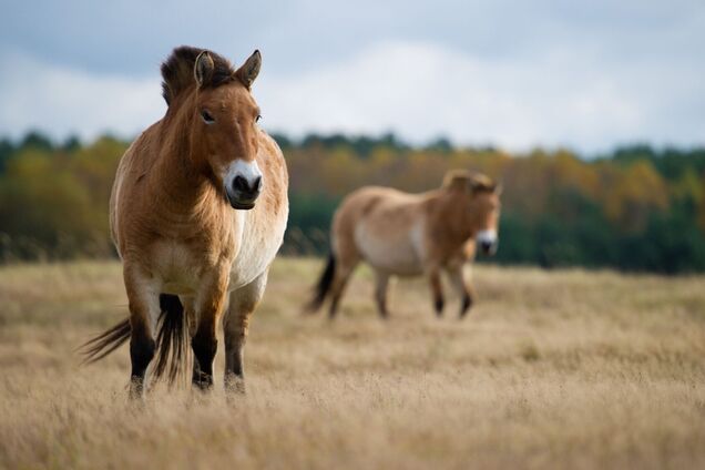 Лошадь Пржевальского