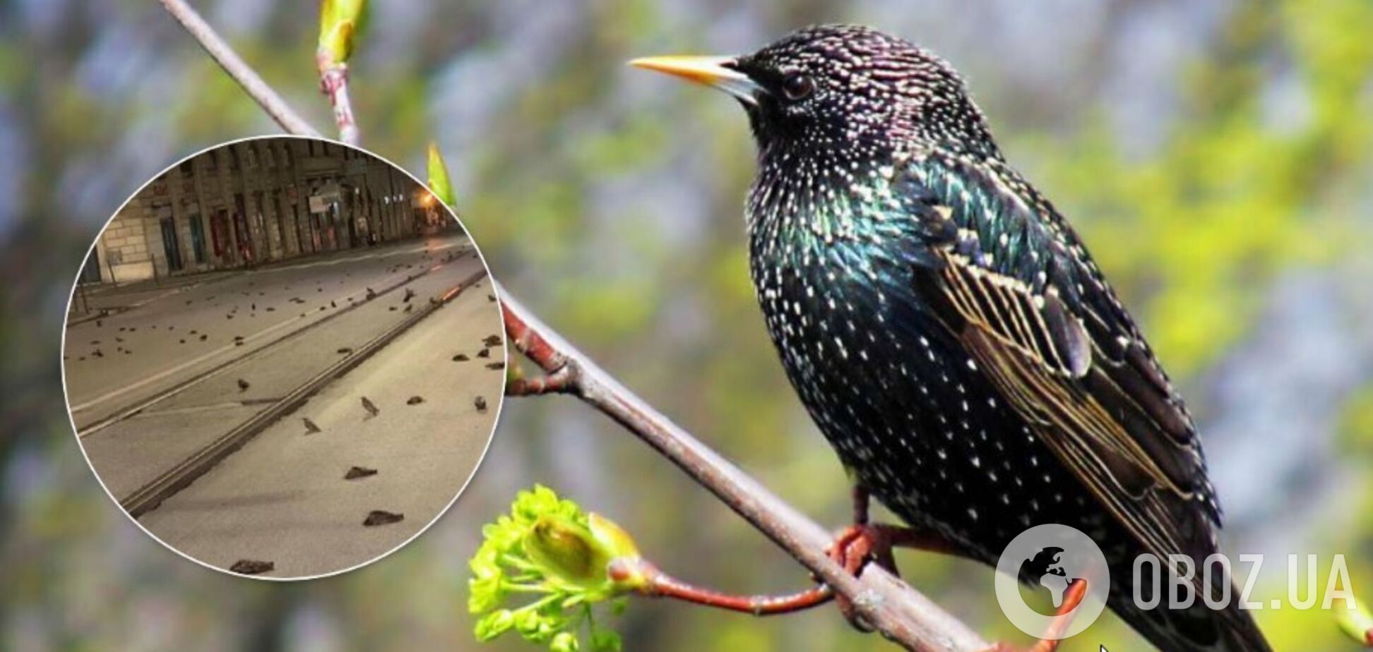 Сотни скворцов в Риме погибли из-за новогодних фейерверков