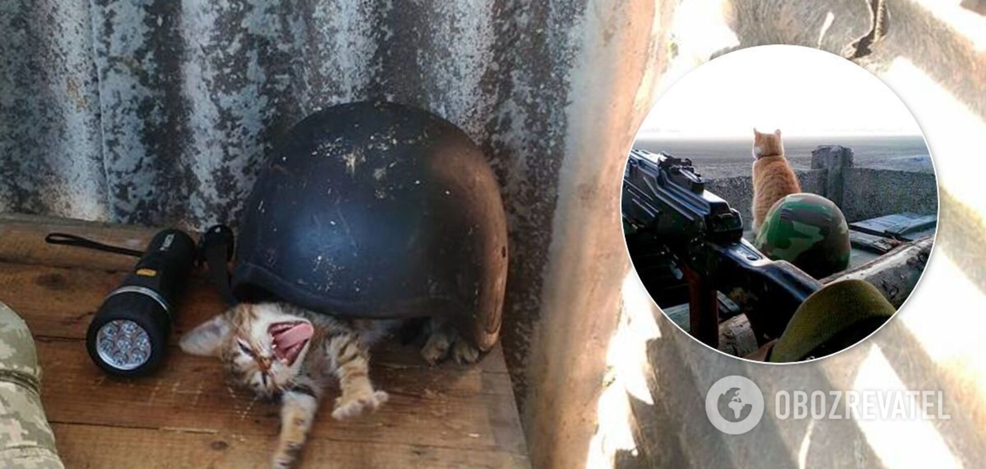 Коти українських воїнів на Донбасі