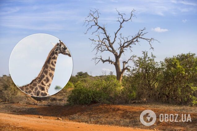 В Африке найдены жирафы-карлики. Фото