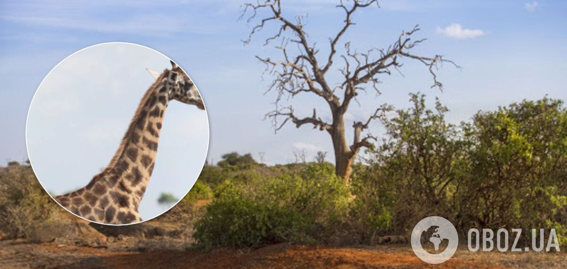 В Африке найдены жирафы-карлики. Фото