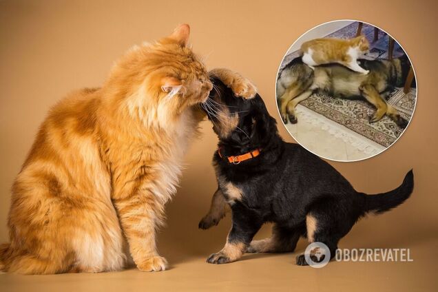 Сеть умилило видео с 'кошачьим' массажем собаке. Трогательные кадры