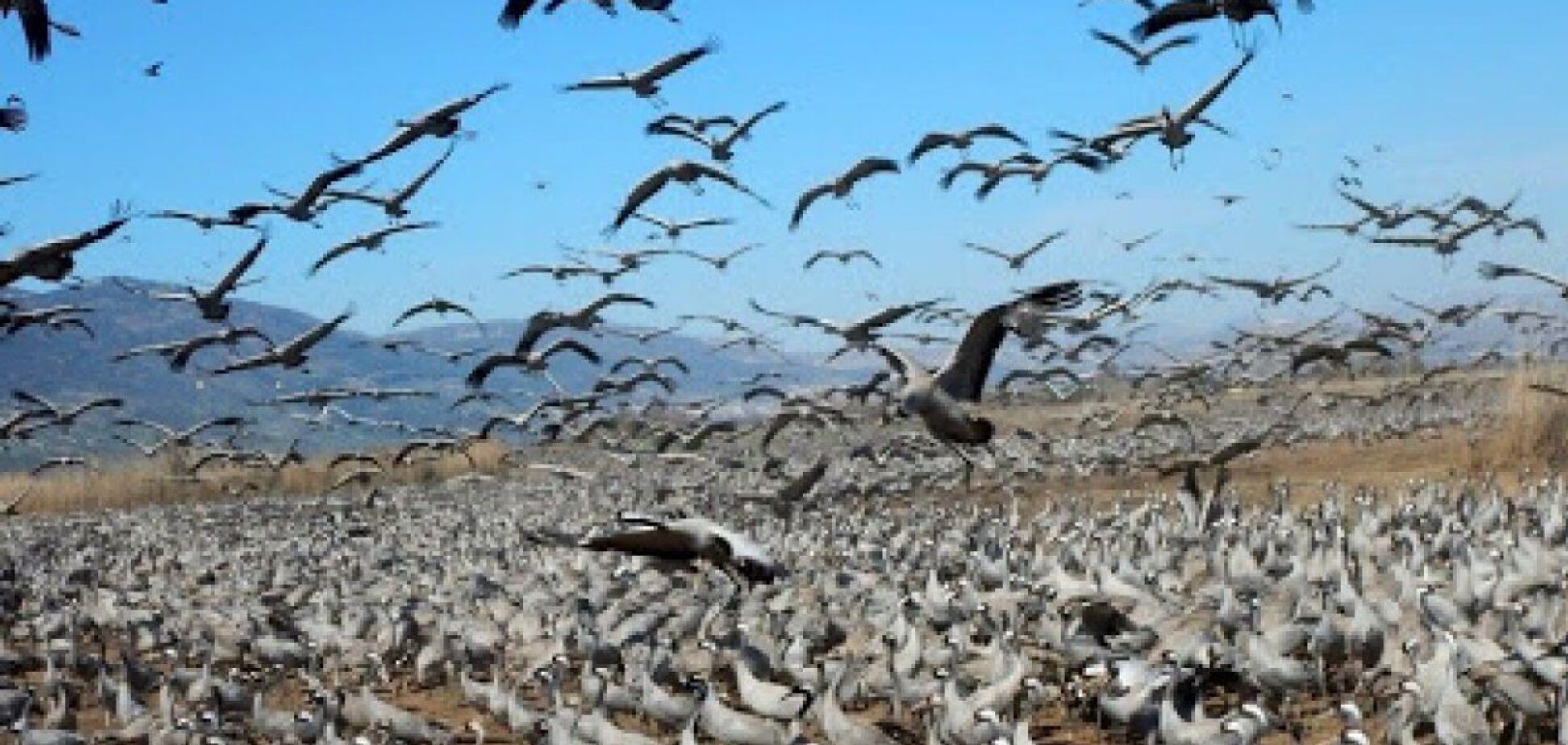 В 'Аскания-Нова' массово погибли серые журавли