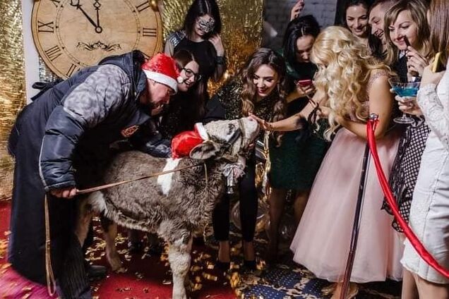 В Украине косметический бренд оскандалился из-за привязанного теленка на вечеринке. Подробности