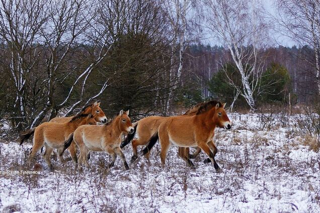 У Чорнобильському заповіднику помітили коней Пржевальського. Фото