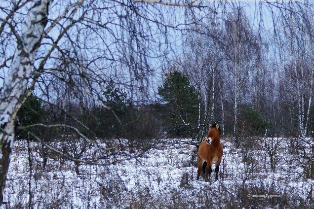 В Чернобыле заметили табун лошадей Пржевальского. Фото