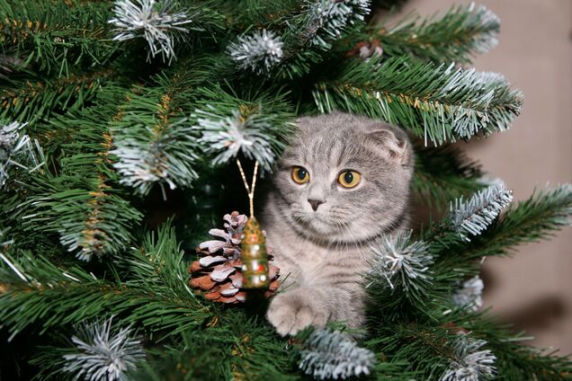 Анекдоты про старый Новый год