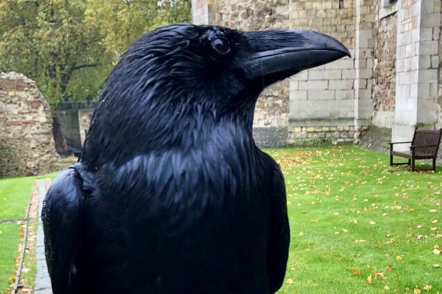 Пропала «королева» тауэрских ворон