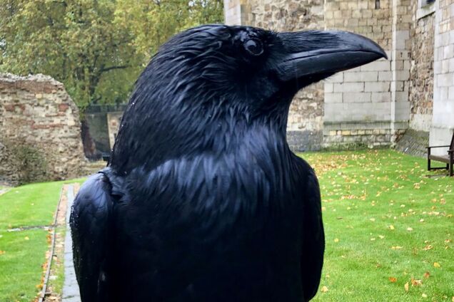 Ворону по прозвищу Мерлина не видели уже несколько недель