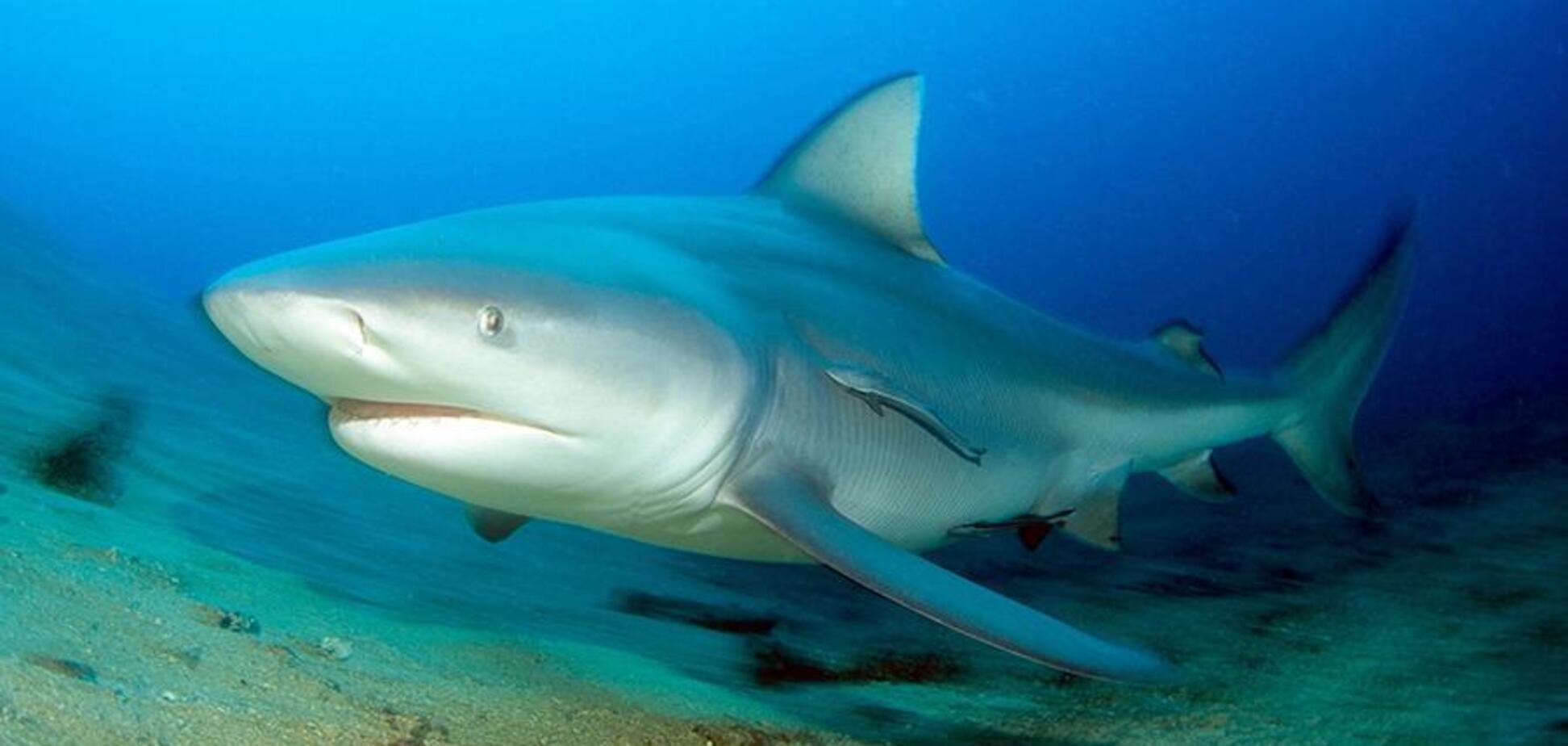 Тупорылая акула