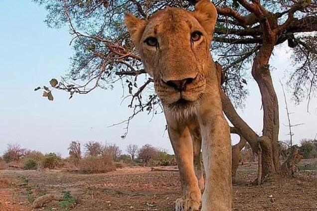 Львица набросилась на камеру и съела ее. Видео из пасти