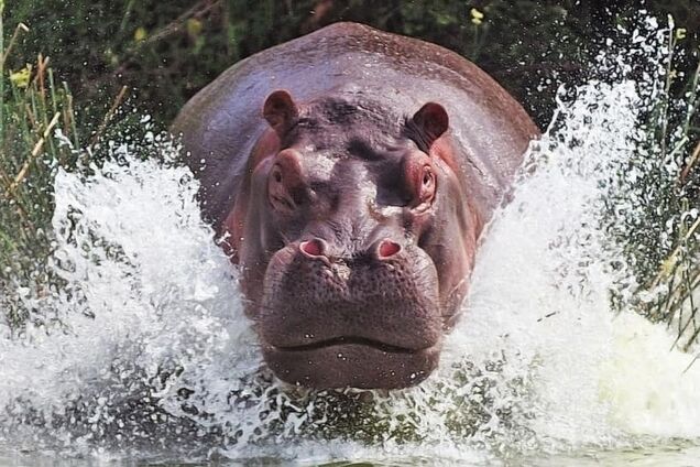 Бегемоты Эскобара как угроза для Колумбии: спасибо Януковичу, что оставил нам только страусов