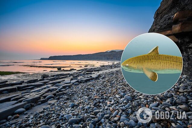 Ученые нашли окаменевший скелет древней акулы