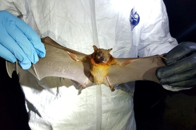 Ученые из Ухани рассказали об укусах летучих мышей