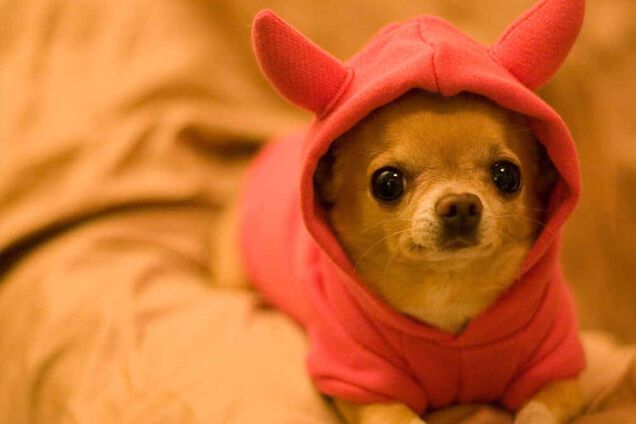 Сеть развеселило видео с чихающей собакой