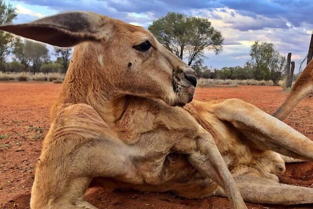 Австралиец снял купающегося в реке огромного кенгуру