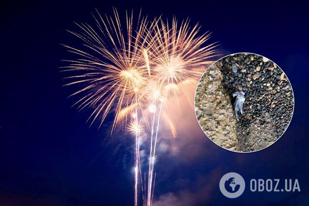 В Одессе в новогоднюю ночь из-за фейерверков погибли десятки птиц и животных. Фото