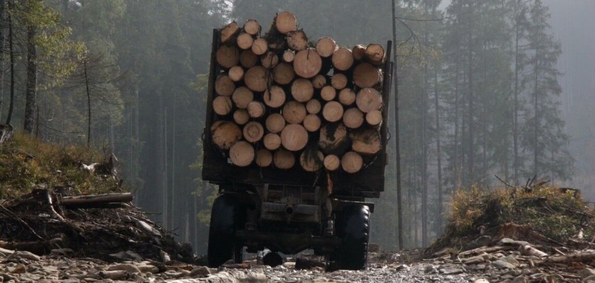 Вирубка лісу тягне за собою низку катастрофічних наслідків для країни
