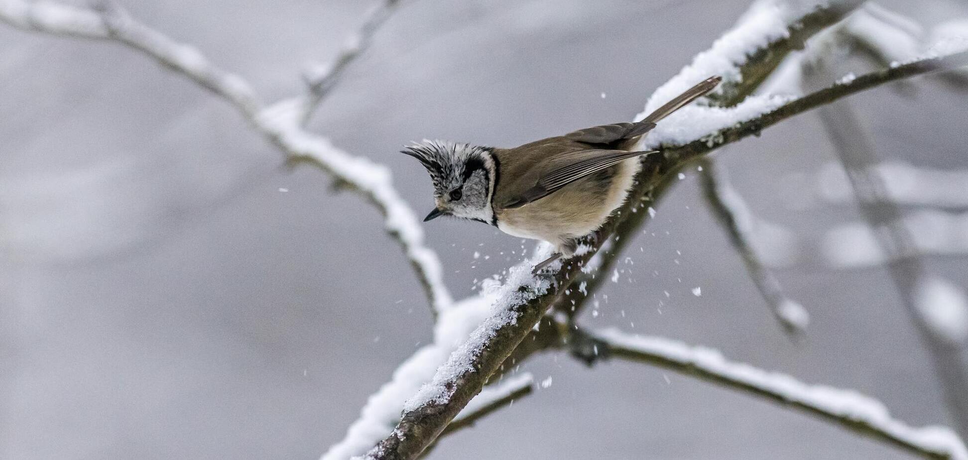 Какой праздник 22 января: приметы на Филиппов день и именинники