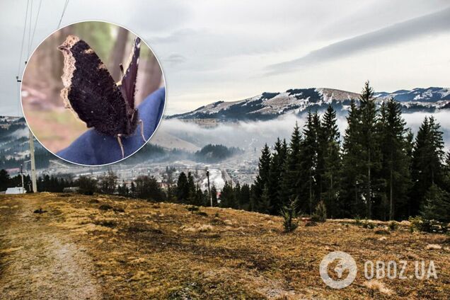 Украинские Карпаты